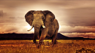 Elephant field cloudy sky mountain 5 - an elephant free wallpaper