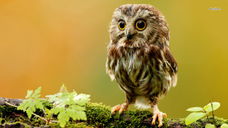 Small owl mossy branch leaves 3 - a small owl free wallpaper