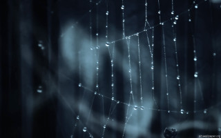 Spider web water drops night - a spider web free wallpaper