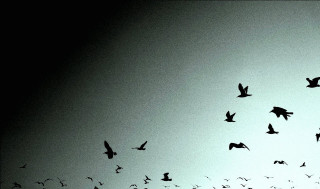 Flock birds flying sky dusk - dusk free wallpaper