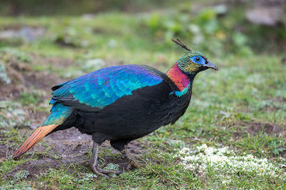 Colorful bird grass field flowers - vivid free wallpaper