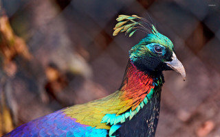 Colorful bird long beak chain - vivid free wallpaper