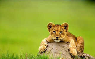 Lion cub rock grass paws - its paw free wallpaper