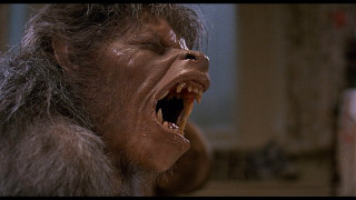 Monkey open mouth sharp teeth - its face free wallpaper