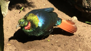 Colorful bird red tail blue - adam rex free wallpaper