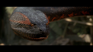 Cobra snake head closeup blurry - brom free wallpaper