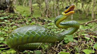 Green snake cobra yellow mouth 2 - a black face free wallpaper