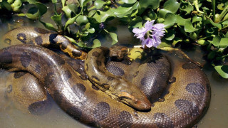 Large snake water purple flowers - the water next free wallpaper