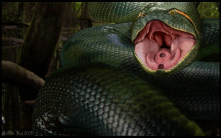Green snake mouth open wide - a green snake free wallpaper