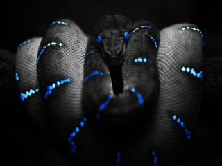 Blue black snake head turned 3 - snake free wallpaper