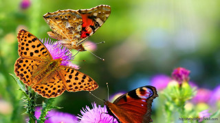 Butterflies flower sun ground - two butterfly free wallpaper