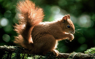 Squirrel sitting branch forest nature - a nut free wallpaper