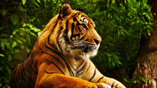 Tiger sitting grass tree forest - the grass next free wallpaper