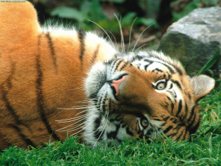 Tiger laying back grass head - its back in free wallpaper for desktop