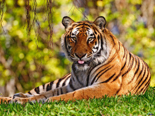 Tiger laying grass trees bushes - a tiger free wallpaper