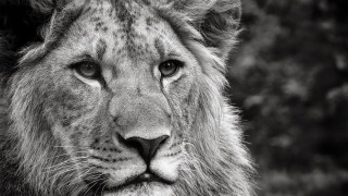 Lion black white photo eyes - a blurry background of trees free wallpaper