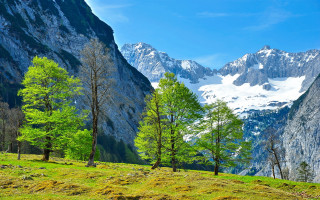 Grassy field trees mountains snow - the top of the mountains free wallpaper