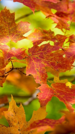 Falling leaves autumn tree blurry - free autumn wallpaper for mobile