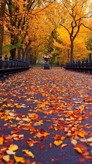 Pathway leaves yellow orange trees - free autumn wallpaper for mobile