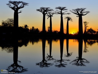 Sunset trees water foreground nature - a group of trees free wallpaper