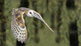 Barn owl flying wings spread 2 - ultra free wallpaper