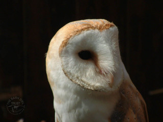 Barn owl white brown eyes - a barn owl free wallpaper