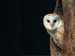 Barn owl tree branch enclosure - a barn owl free wallpaper