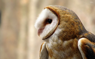 Barn owl closeup blurry background - dionisiu free wallpaper for desktop