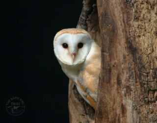 Barn owl tree branch window - a barn owl free wallpaper