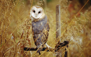 Barn owl perched branch field - a barn owl free wallpaper