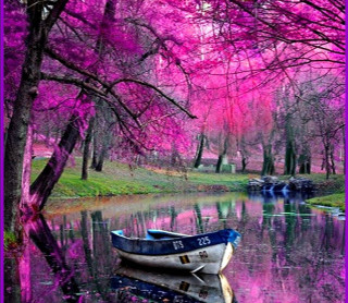 Boat water purple frame tree - a purple border free wallpaper