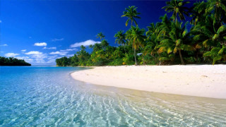 Beach palm trees clear water 20 - beach free wallpaper