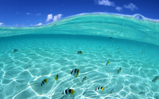 Fish swimming clear blue ocean 6 - clear free wallpaper for desktop