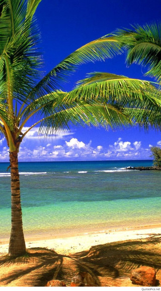 Palm tree beach blue sky 22 - free beach wallpaper for mobile