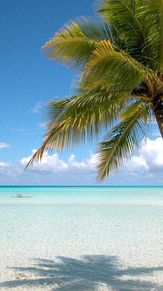 Palm tree beach boat blue - free beach wallpaper for mobile