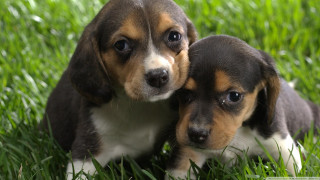 Two puppies sitting grass cute - two puppy free wallpaper