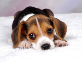 Puppy lying white blanket sad - a white blanket free wallpaper for desktop