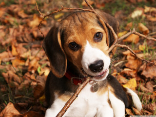 Dog sitting leaves stick sad - the leaf free wallpaper for desktop