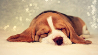 Dog sleeping white carpet head - adorable free wallpaper for desktop