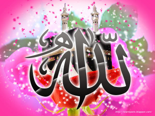 Pink background rose mosque white - ilm free wallpaper