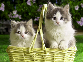 Kittens basket grass sun outside 2 - a still life free wallpaper