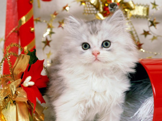 White kitten red mailbox christmas - ornamental free wallpaper