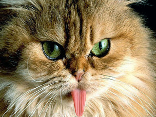 Cat tongue out angry green - angry free wallpaper for desktop