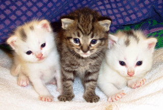 Three kittens blanket looking camera - three kitten free wallpaper