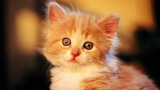 Kitten big blue eye sad - a small kitten free wallpaper