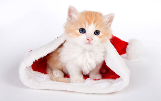 Kitten santa hat white background - a santa hat free wallpaper