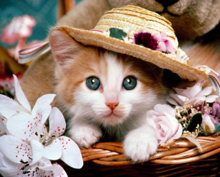 Kitten hat basket flowers teddy 4 - beatrix potter free wallpaper