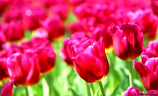 Red tulips yellow tips green 2 - yellow tip free wallpaper