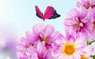 Butterfly pink flowers blue background - border free wallpaper