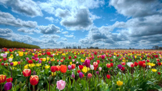 Field of flowers blue sky 3 - tulip free wallpaper